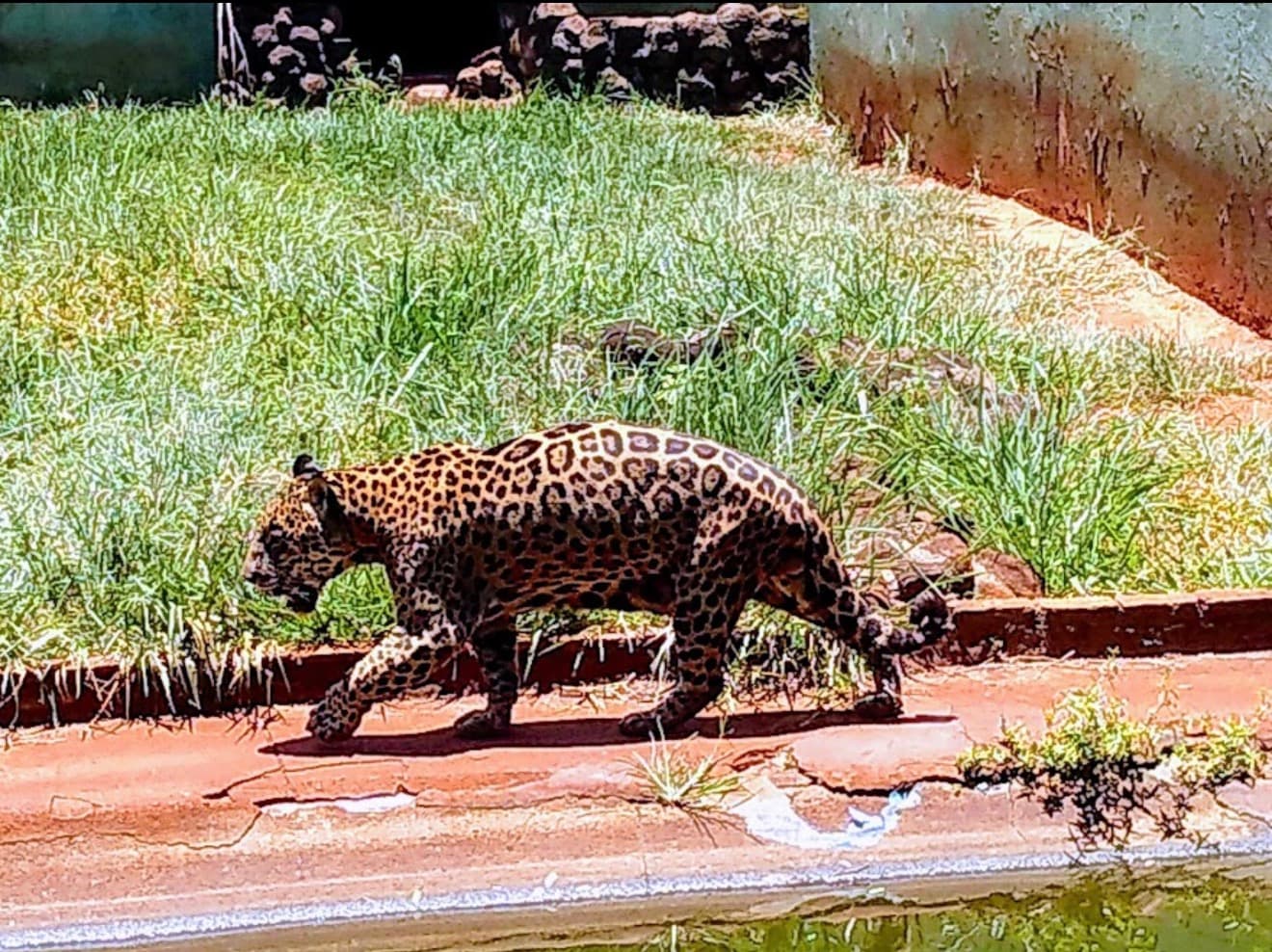 Foto de Bosque Zoológico Municipal Fábio Barreto