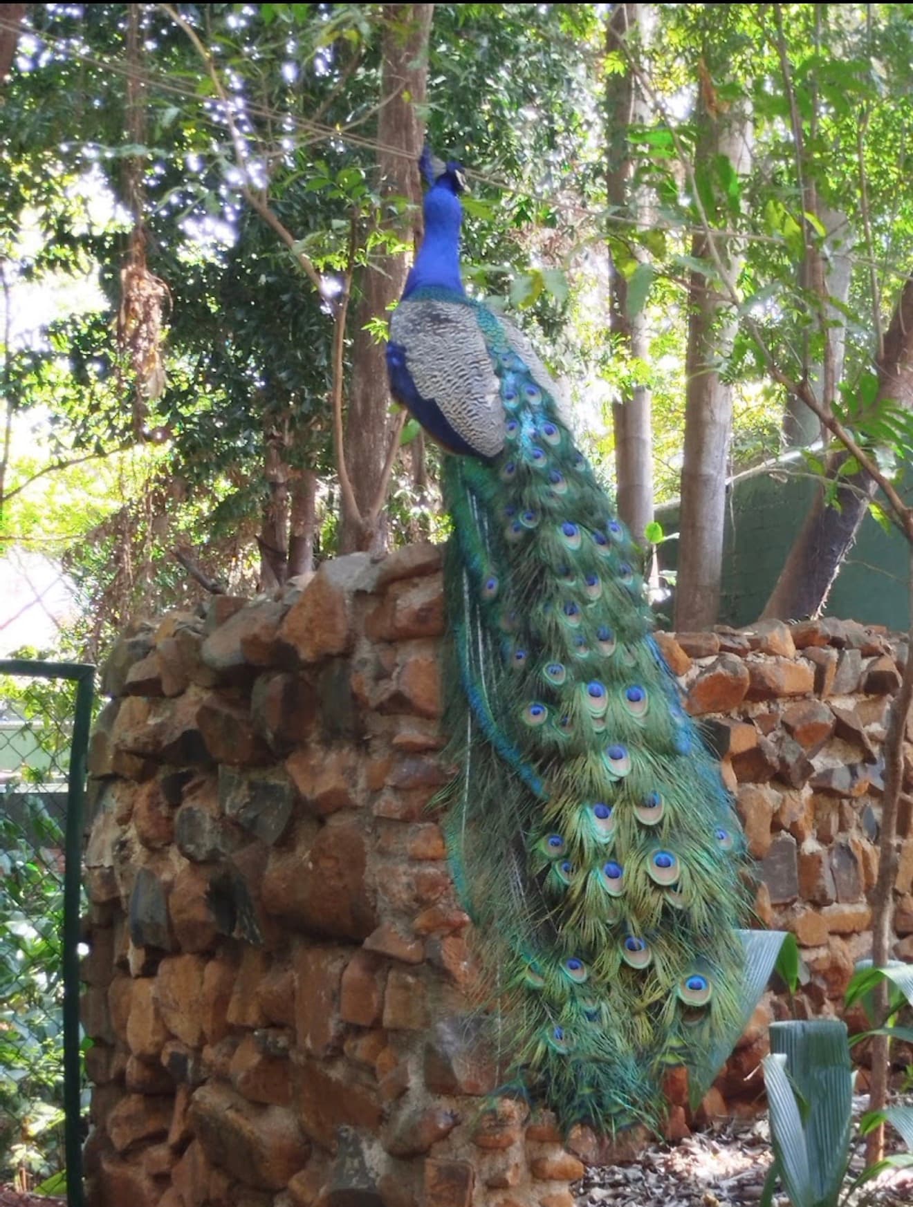 Foto de Bosque Zoológico Municipal Fábio Barreto